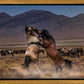 Desert Duel