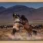 Desert Duel