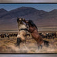 Desert Duel