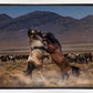 Desert Duel