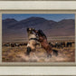 Desert Duel
