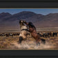 Desert Duel