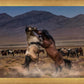 Desert Duel