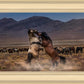 Desert Duel