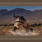 Desert Duel