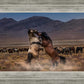Desert Duel