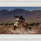 Desert Duel