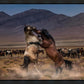 Desert Duel