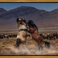 Desert Duel