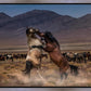Desert Duel
