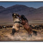 Desert Duel