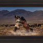 Desert Duel