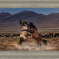 Desert Duel