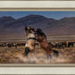 Desert Duel