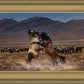 Desert Duel
