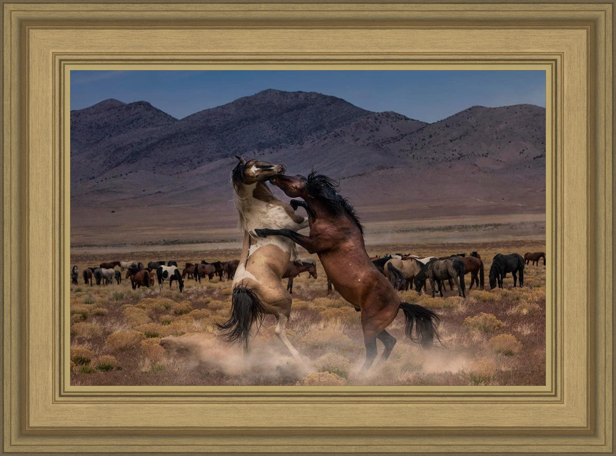 Desert Duel