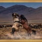 Desert Duel