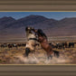 Desert Duel