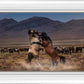 Desert Duel