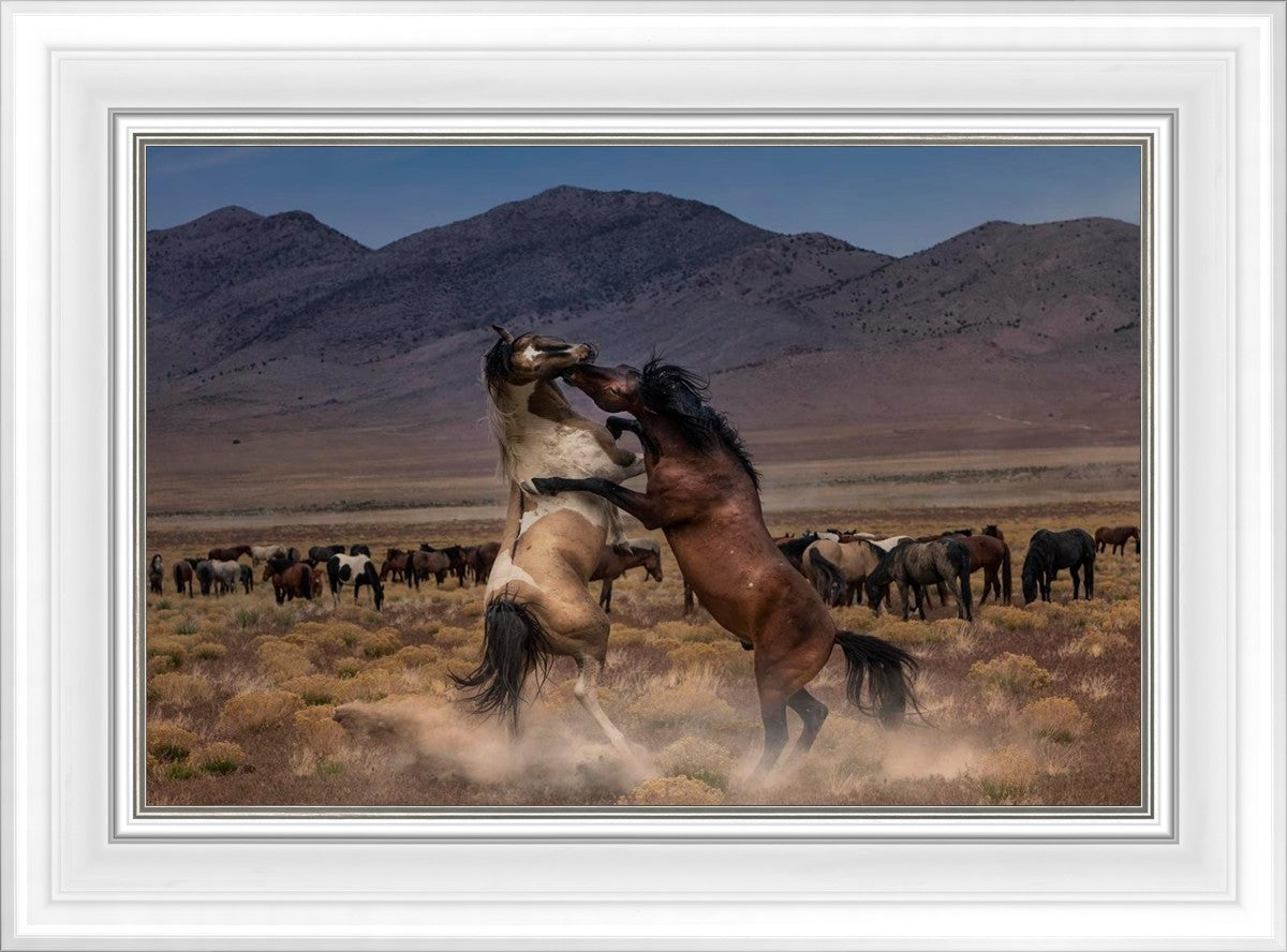 Desert Duel