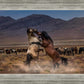 Desert Duel