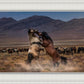 Desert Duel