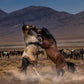 Desert Duel