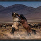 Desert Duel