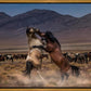 Desert Duel
