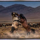 Desert Duel