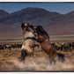 Desert Duel