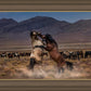 Desert Duel