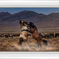 Desert Duel