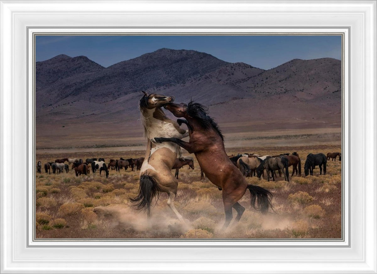 Desert Duel
