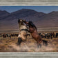 Desert Duel