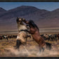 Desert Duel