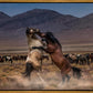 Desert Duel