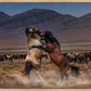 Desert Duel
