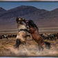 Desert Duel