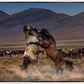 Desert Duel