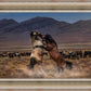 Desert Duel