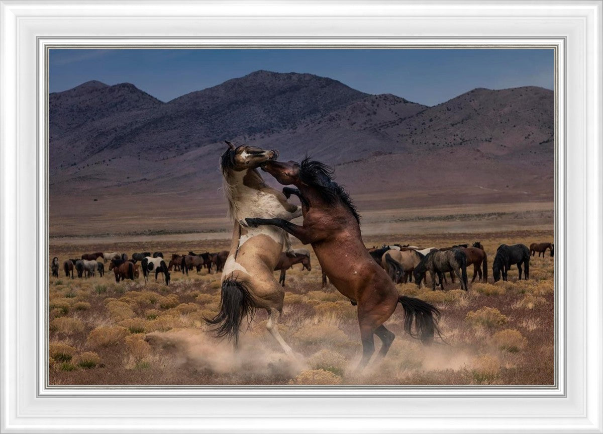 Desert Duel