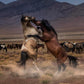Desert Duel