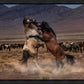Desert Duel