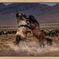 Desert Duel
