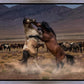 Desert Duel