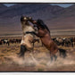 Desert Duel