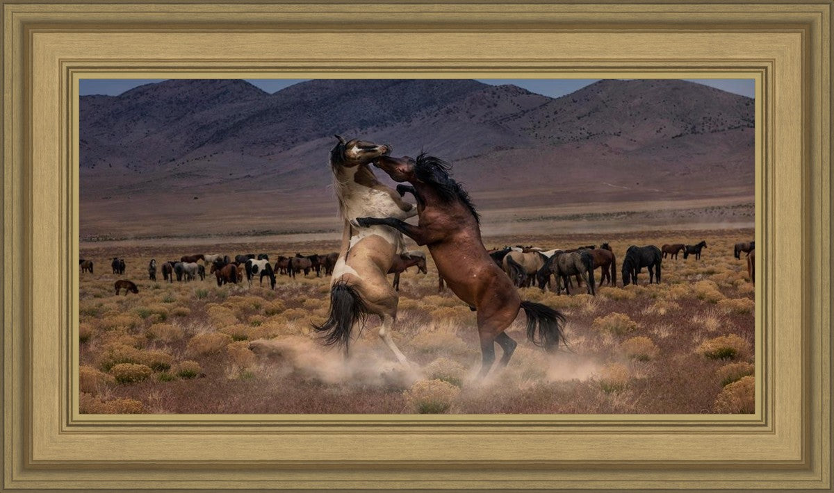Desert Duel