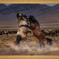 Desert Duel