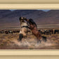 Desert Duel